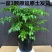 幸福树3颗幸福树大型植物客厅办公室盆栽