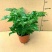 幸福树3颗幸福树大型植物客厅办公室盆栽