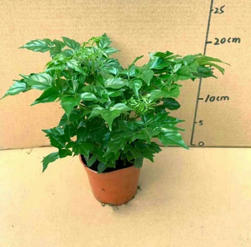 幸福树3颗幸福树大型植物客厅办公室盆栽
