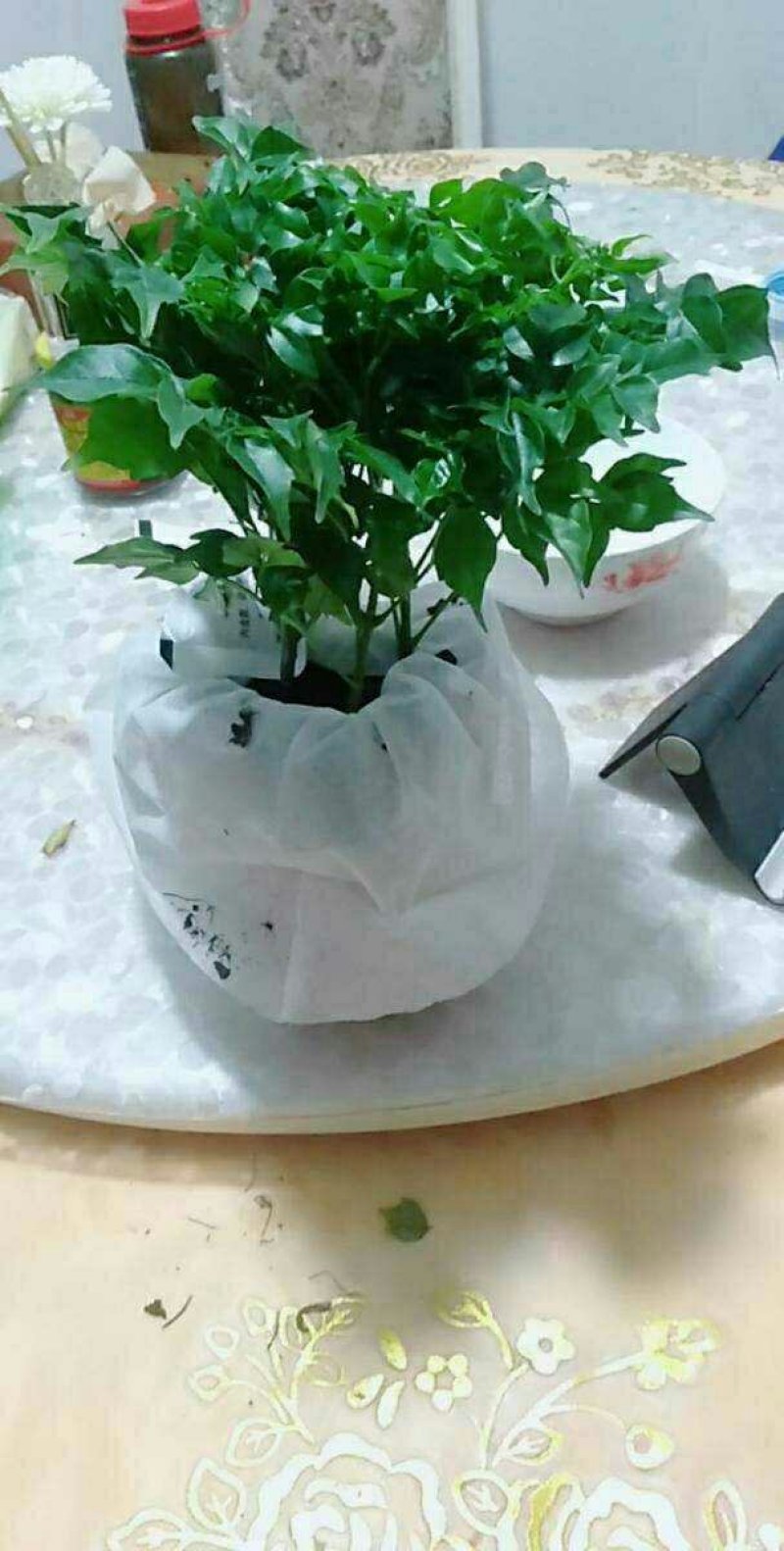 幸福树3颗幸福树大型植物客厅办公室盆栽