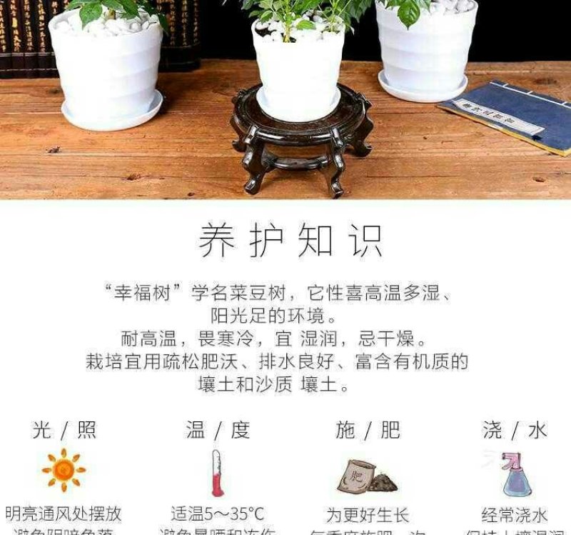 幸福树3颗幸福树大型植物客厅办公室盆栽