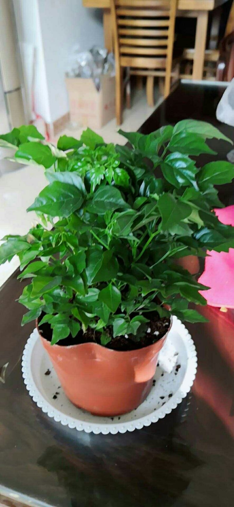 幸福树3颗幸福树大型植物客厅办公室盆栽