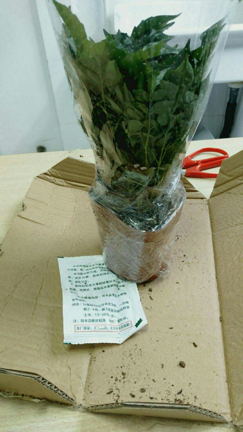 幸福树3颗幸福树大型植物客厅办公室盆栽