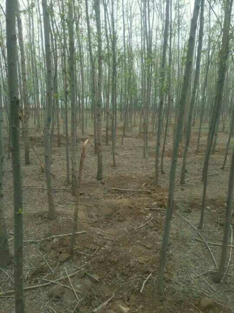 大量供应:，金丝柳，金丝柳树苗！