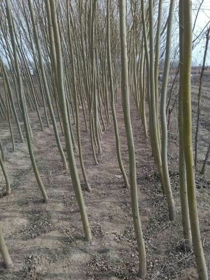 大量供应:，金丝柳，金丝柳树苗！