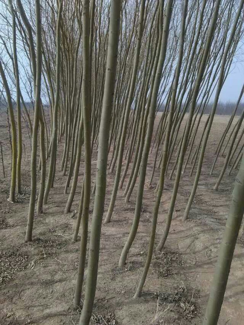 大量供应:，金丝柳，金丝柳树苗！