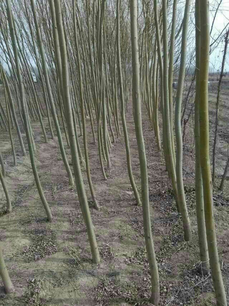 大量供应:，金丝柳，金丝柳树苗！