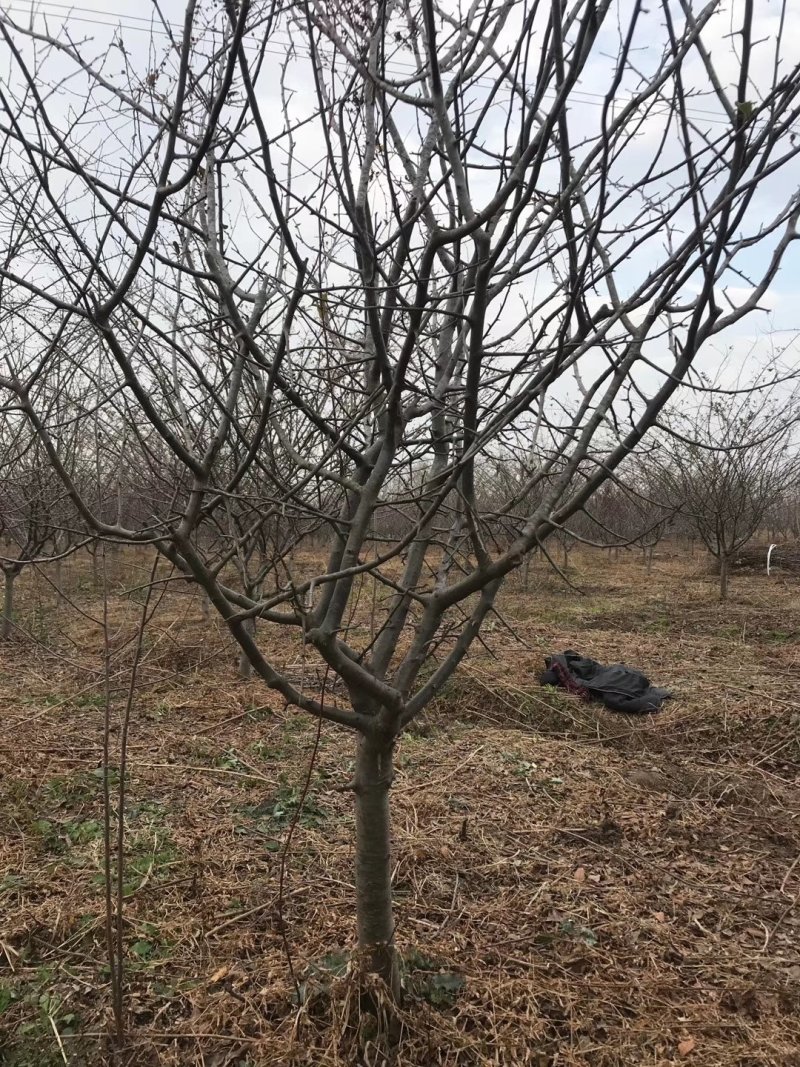 垂丝海棠基地小叶垂丝海棠基地批发价格多少钱