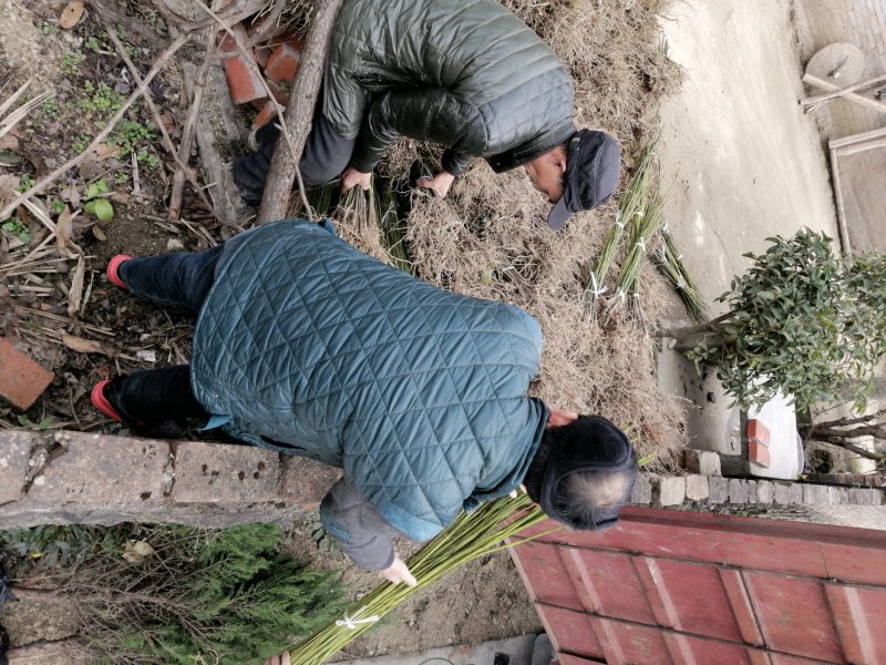 油桐子苗，地径0.6Cm以上的苗每株0.6，需要的联系。