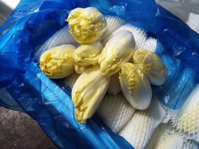 玉兰菜