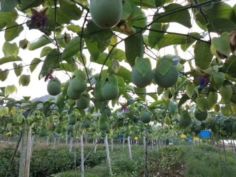 绿皮荔枝百香果苗产量高市场竞争大包挂果
