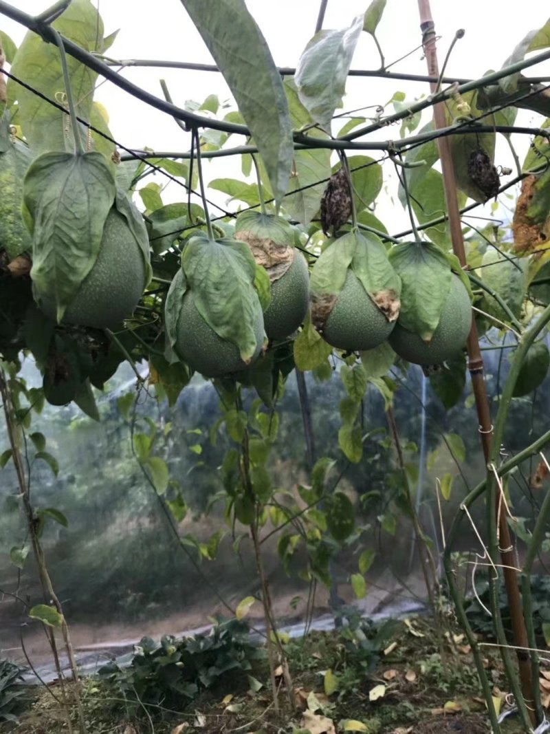 绿皮荔枝百香果苗产量高市场竞争大包挂果