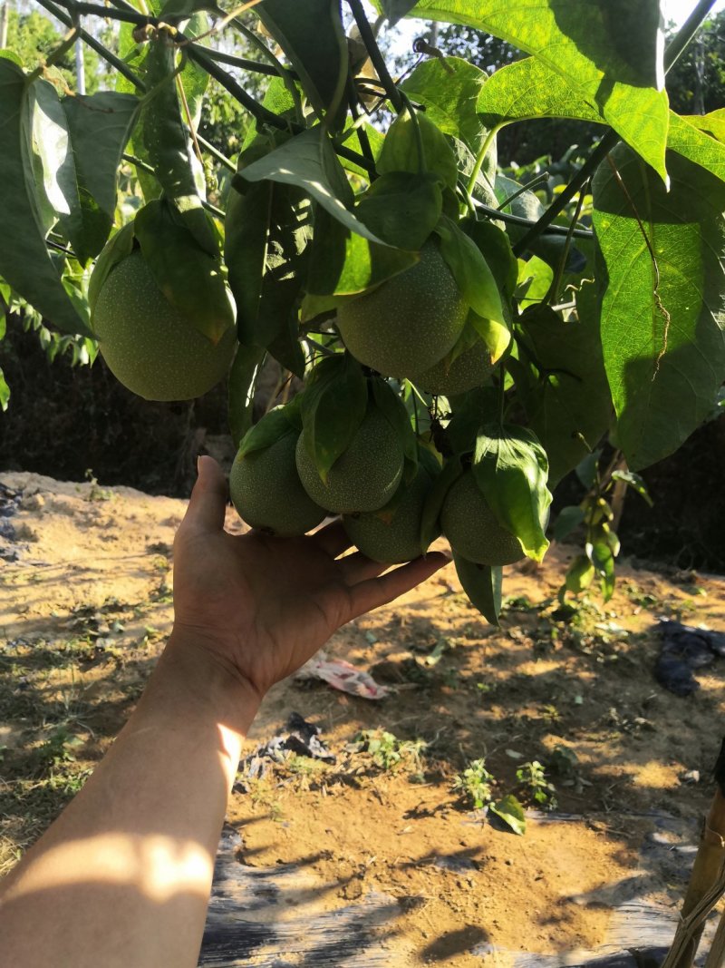 绿皮荔枝百香果苗产量高市场竞争大包挂果