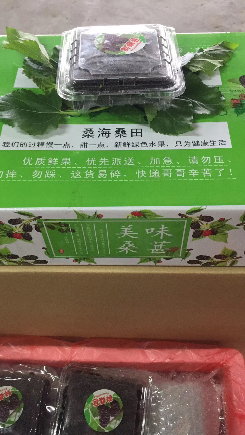 桑葚！新鲜桑葚！广东桑，无籽大十苗，