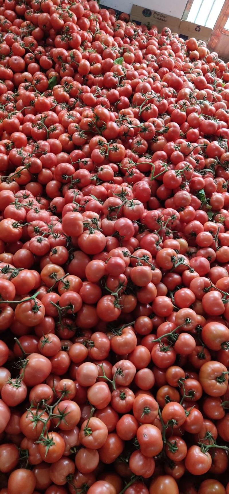 费县硬粉西红柿，果型好，颜色亮，产地直发，价格优廉