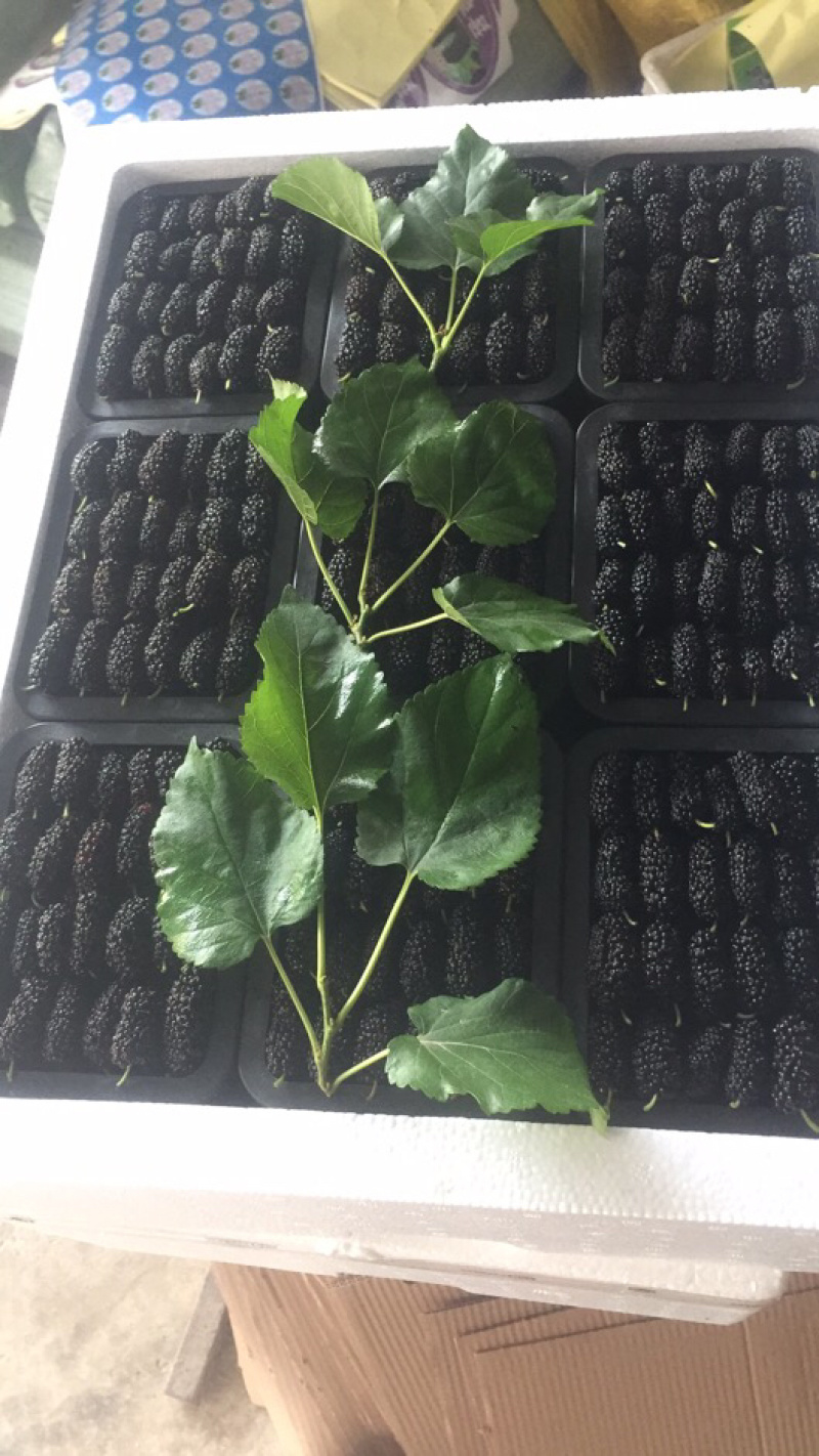 桑葚！新鲜桑葚！广东桑，无籽大十苗，