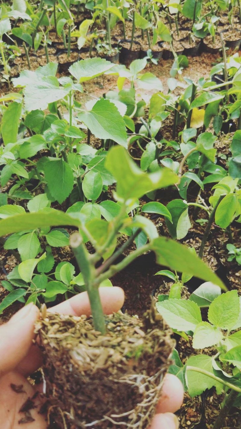 绿皮荔枝百香果苗产量高市场竞争大包挂果
