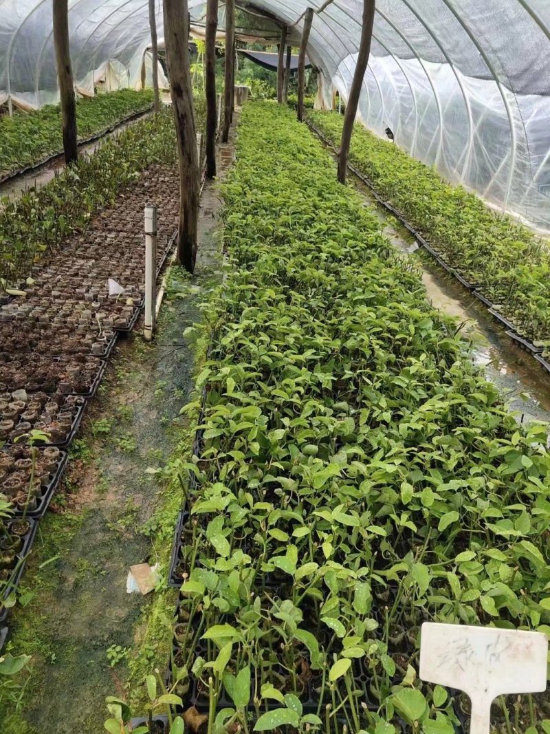 绿皮荔枝百香果苗产量高市场竞争大包挂果