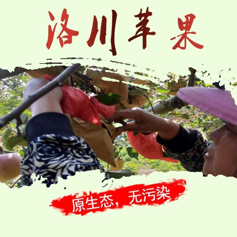 （阳光果）洛川苹果红富士洛川苹果冰糖心红富士