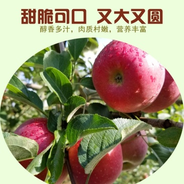 （阳光果）洛川苹果红富士洛川苹果冰糖心红富士