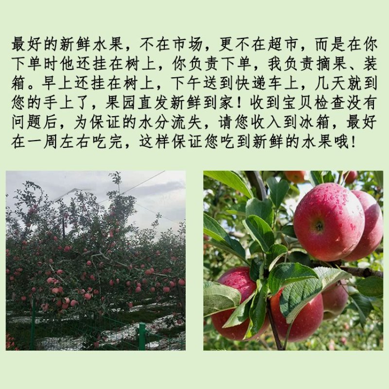 （阳光果）洛川苹果红富士洛川苹果冰糖心红富士