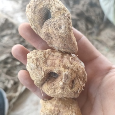 苦黄精