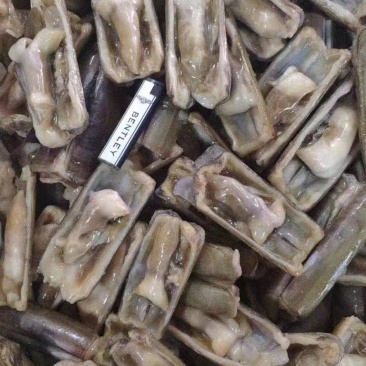 蛏子开片蛏子无冰无水