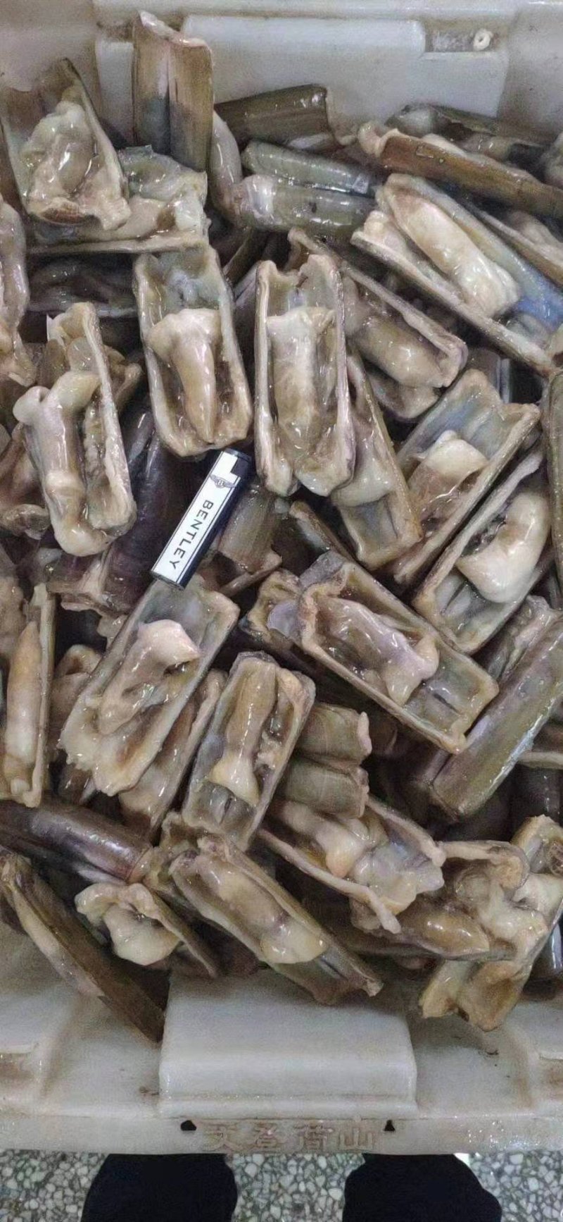 蛏子开片蛏子无冰无水