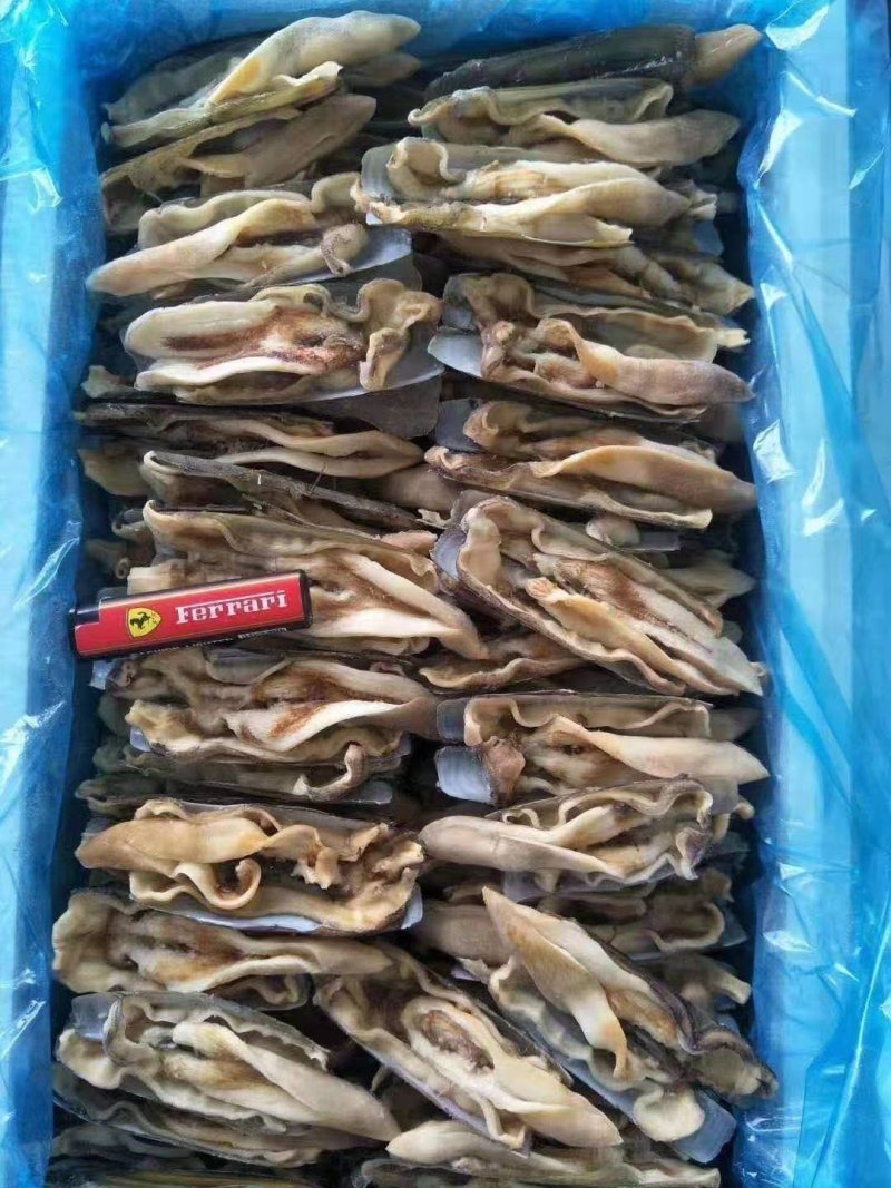 蛏子开片蛏子无冰无水