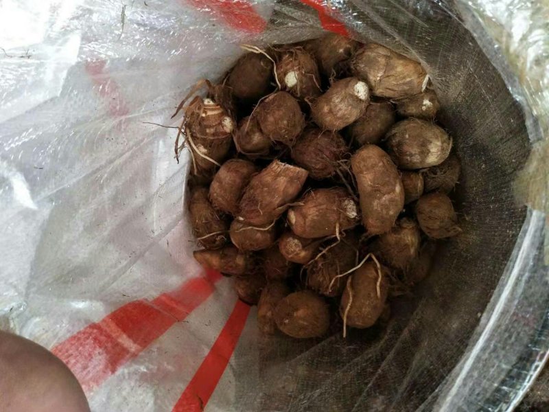 芋头山东芋头产地一手货8520芋头小中大球货源充足