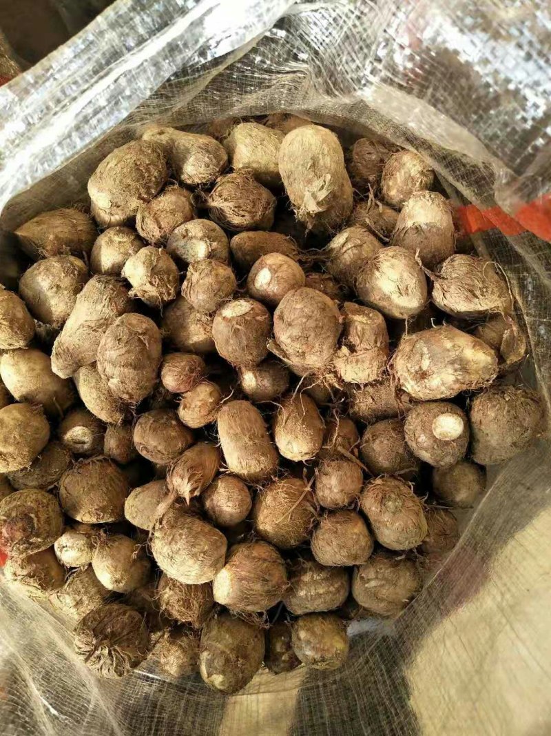 芋头山东芋头产地一手货8520芋头小中大球货源充足