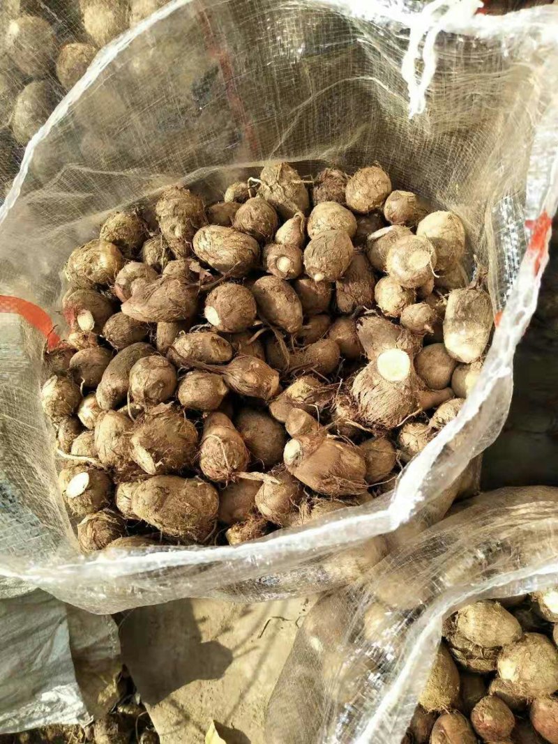 芋头山东芋头产地一手货8520芋头小中大球货源充足