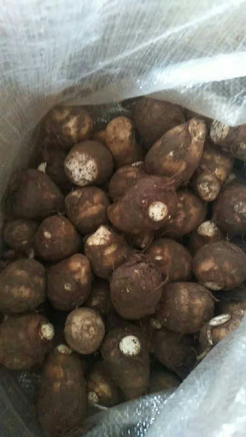 芋头山东芋头产地一手货8520芋头小中大球货源充足