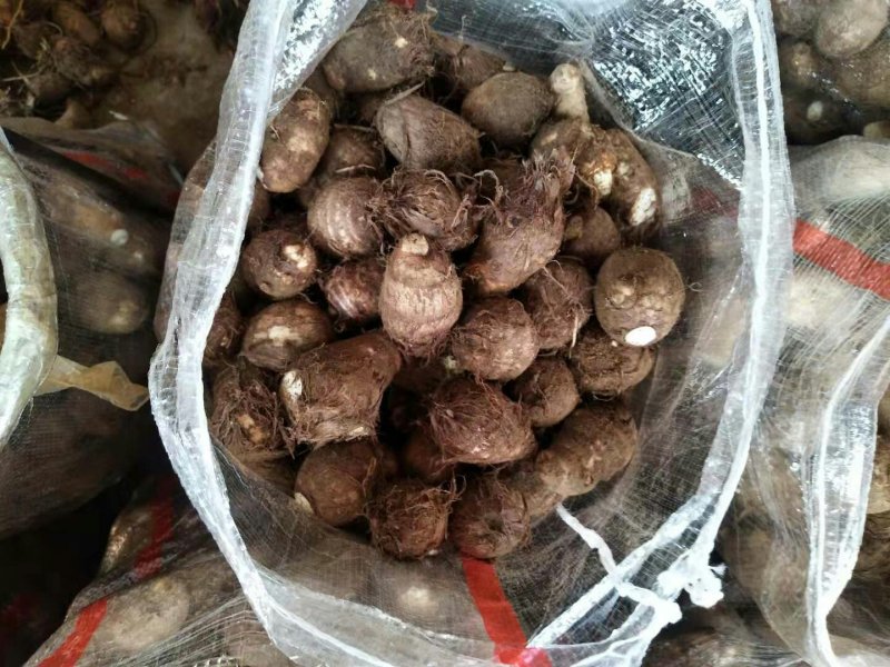 芋头山东芋头产地一手货8520芋头小中大球货源充足