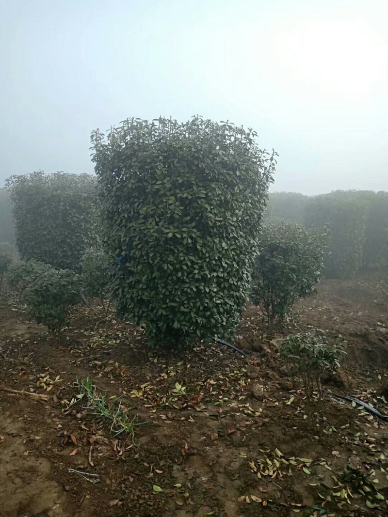 中华石楠，独干石楠，丛生石楠大小潢川县友好苗圃场都有