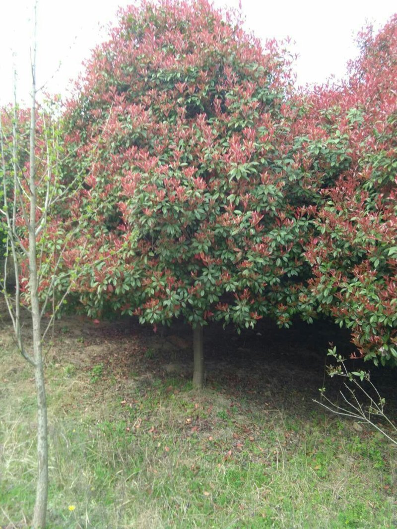 中华石楠，独干石楠，丛生石楠大小潢川县友好苗圃场都有