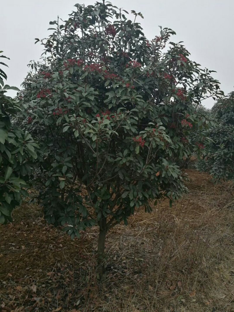 中华石楠，独干石楠，丛生石楠大小潢川县友好苗圃场都有