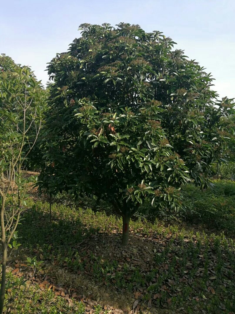 中华石楠，独干石楠，丛生石楠大小潢川县友好苗圃场都有