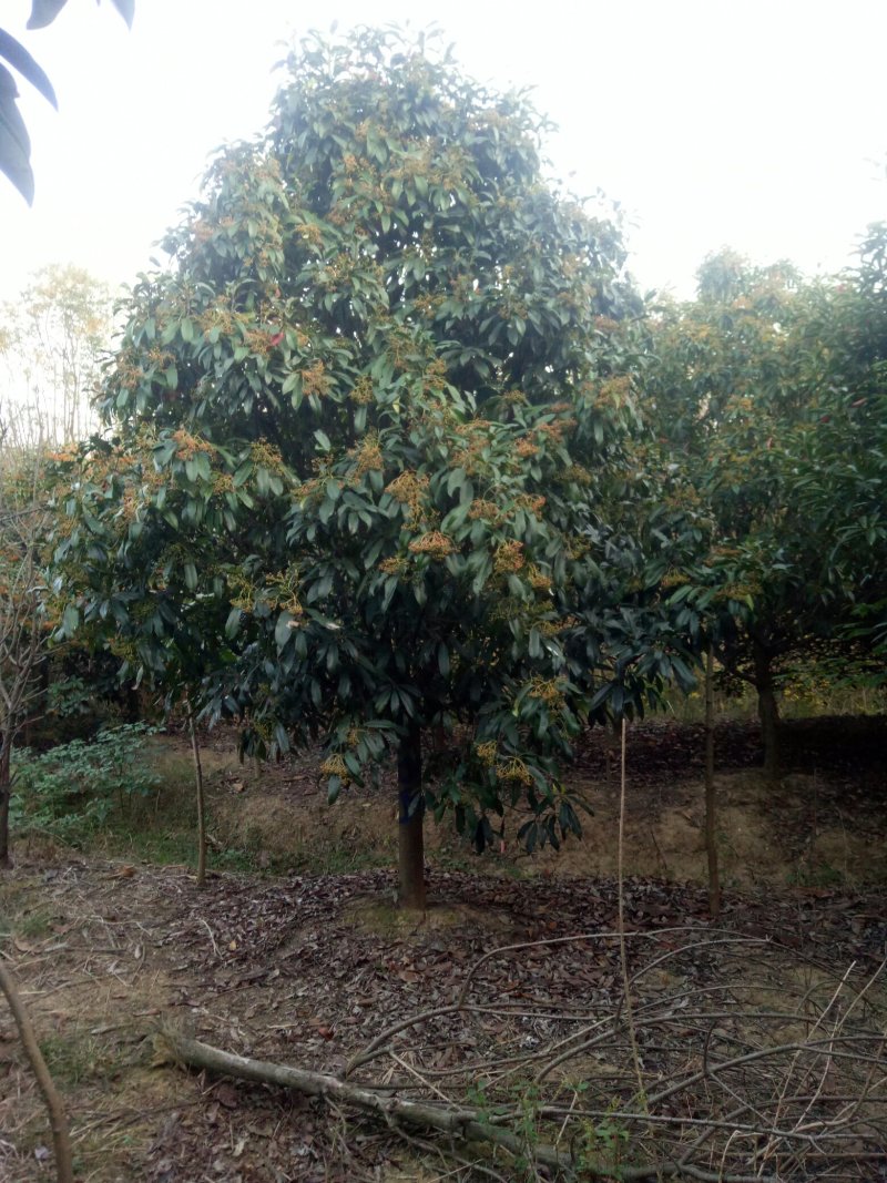 中华石楠，独干石楠，丛生石楠大小潢川县友好苗圃场都有