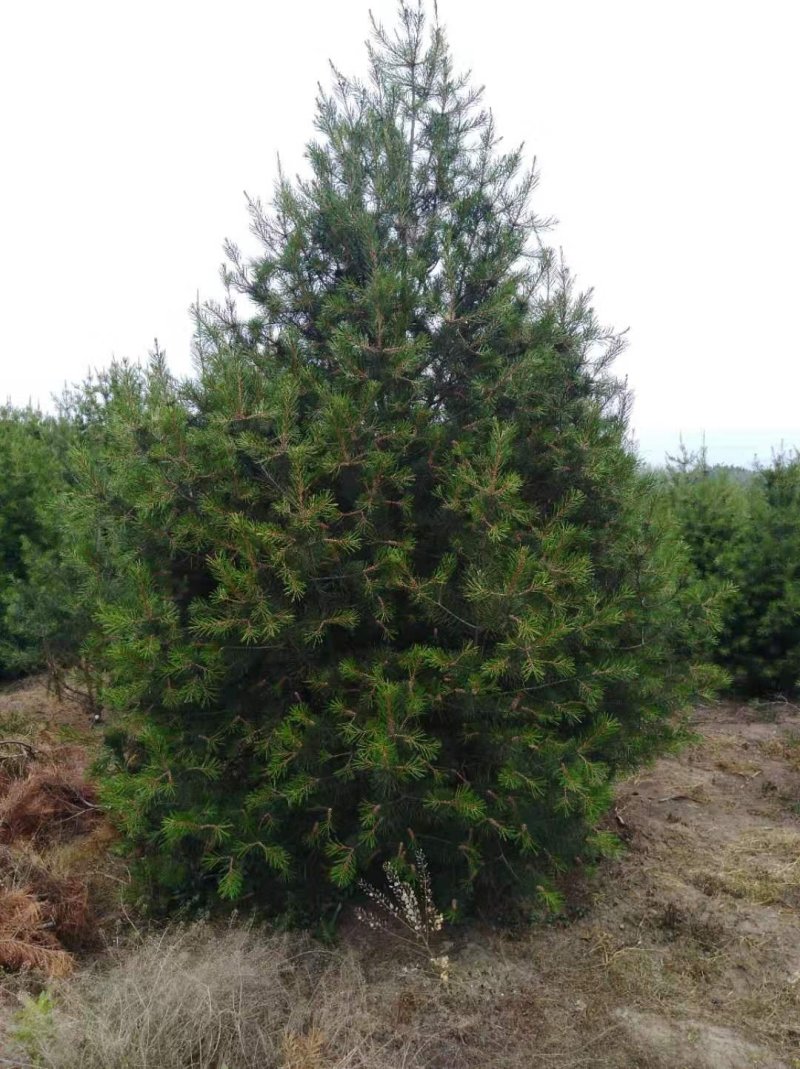 陕西蓝田周至县4米白皮松
