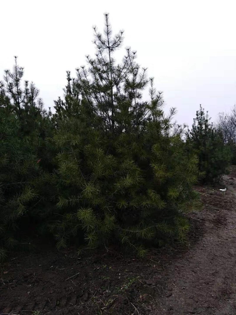 陕西蓝田周至县4米白皮松