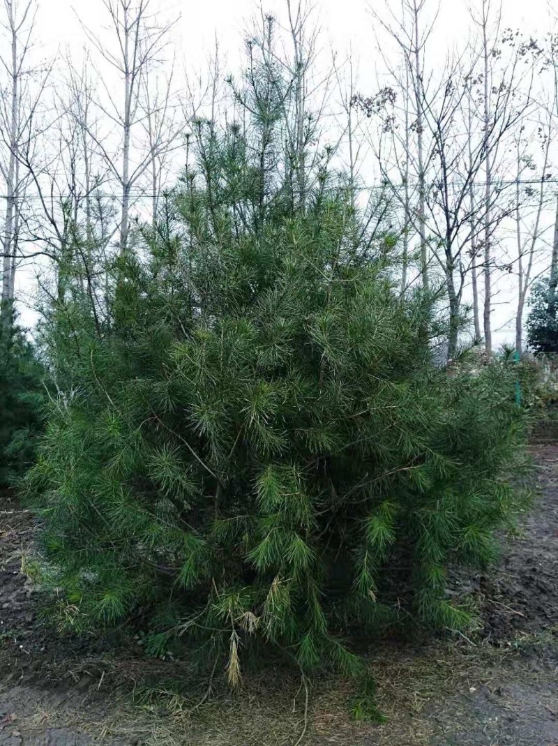 陕西蓝田周至县4米白皮松