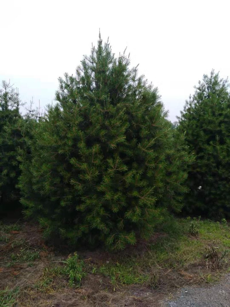 陕西蓝田周至县4米白皮松