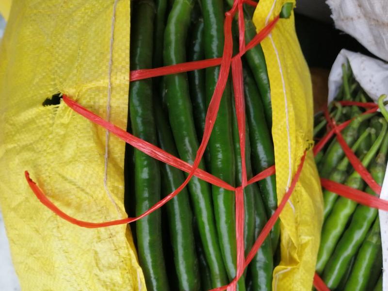 鲜辣椒大棚种植，基地货源，中辣，质量保证，可视频看货代发