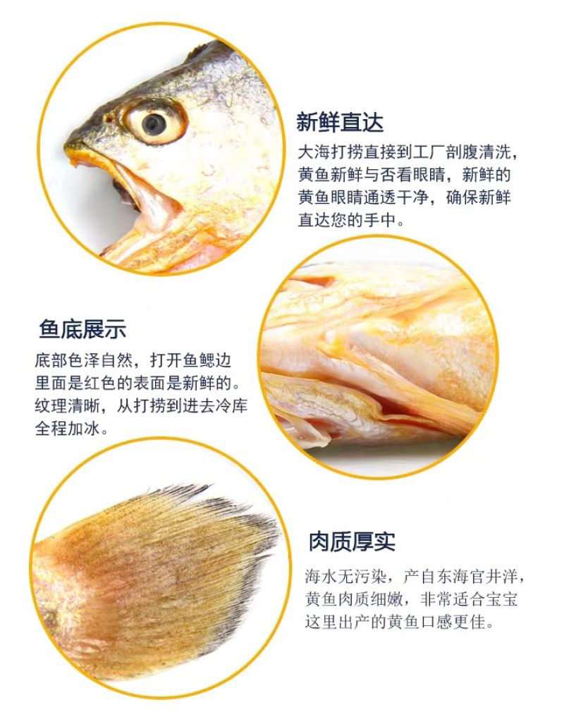 霞浦海鲜大黄鱼黄花鱼黄瓜鱼