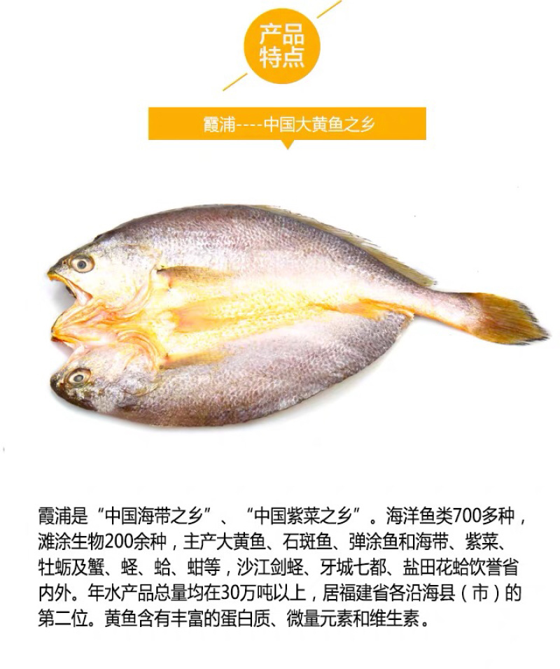 霞浦海鲜大黄鱼黄花鱼黄瓜鱼