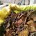 2023新松蘑粘团子秋板完色泽漂亮，自然干厚的