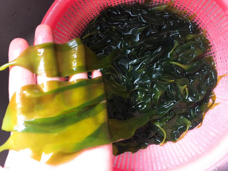 霞浦海带苗海带嫩苗火锅搭档