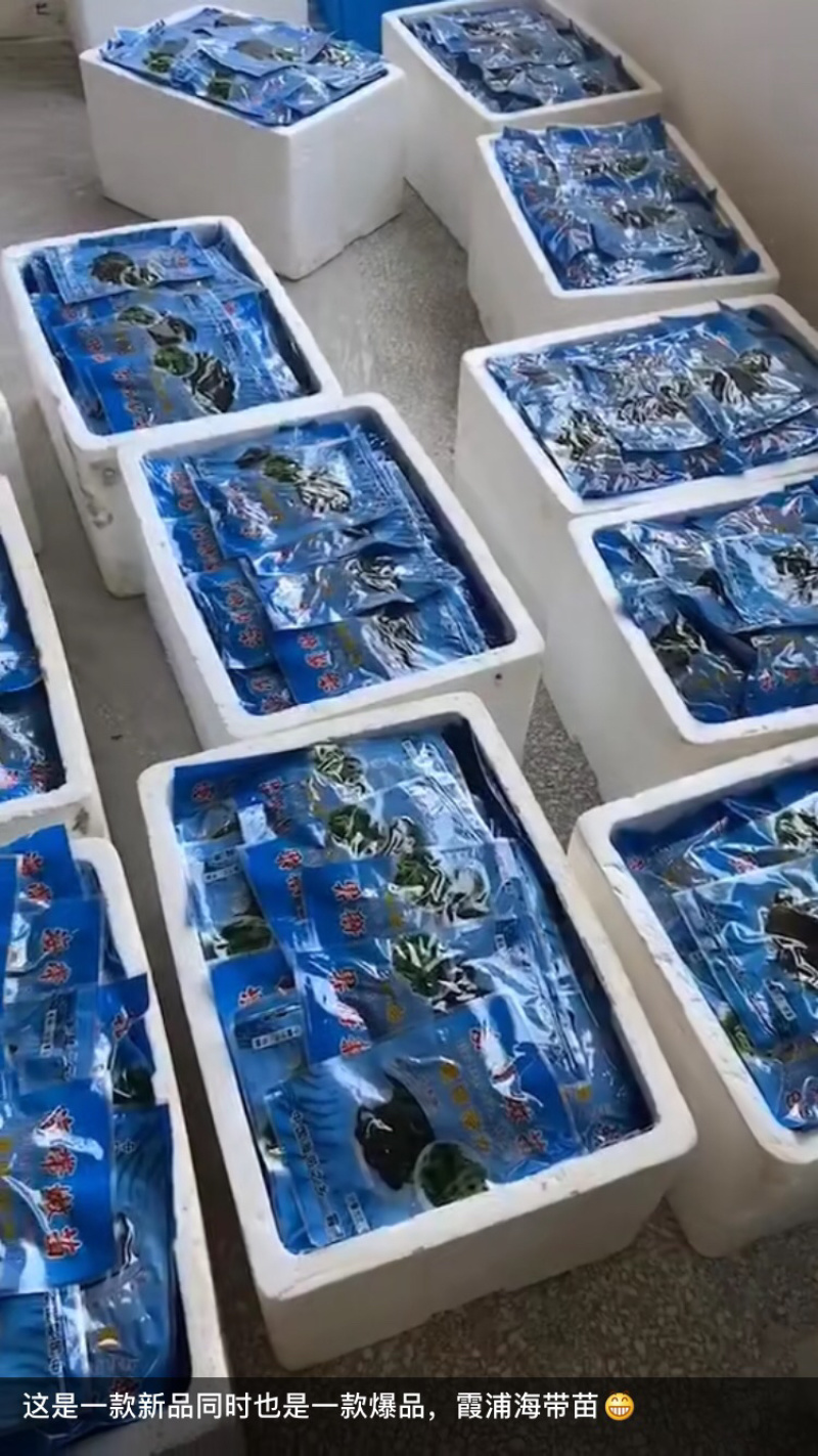 霞浦海带苗海带嫩苗火锅搭档