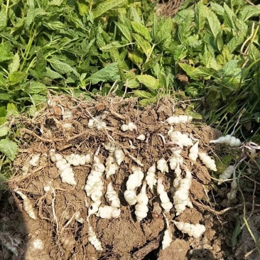 2024新鲜螺丝菜脆嫩宝塔菜地牯牛蔬菜地蚕甘露子地坏菜现
